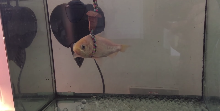 圖片來源:Aidan Cramer /Youtube