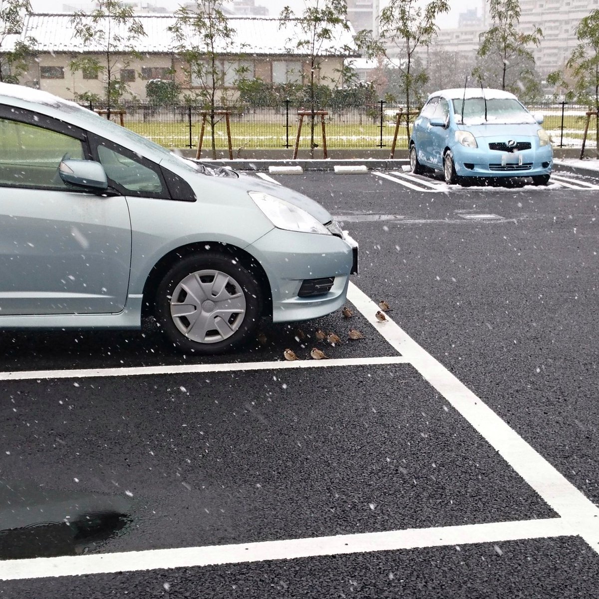 圖片來源： KARASUKA_NighT／twitter