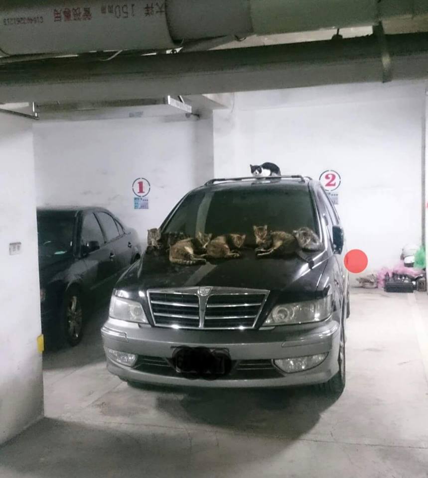 圖片來源：邱偉明