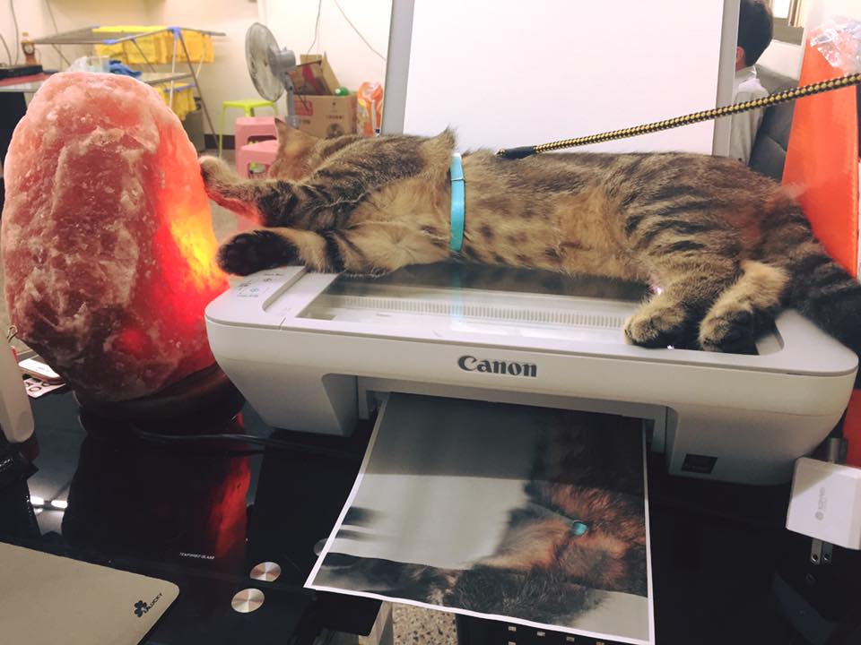 圖片來源：莊淽晴／貓咪也瘋狂俱樂部 CrazyCat club