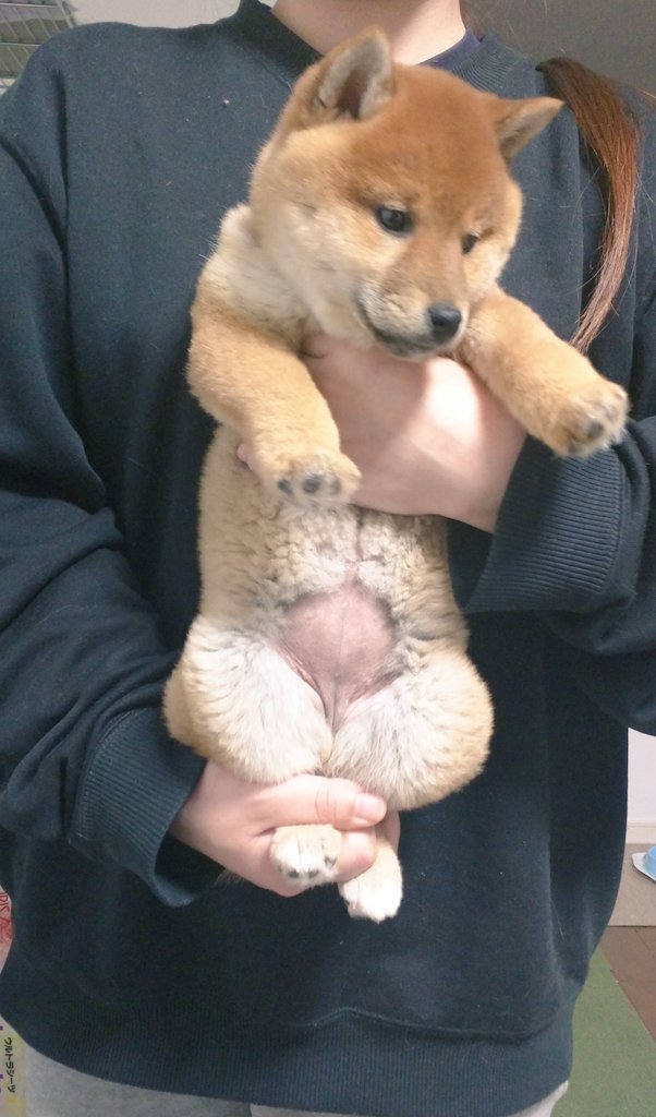 圖片來源:_kak_kaka/twitter