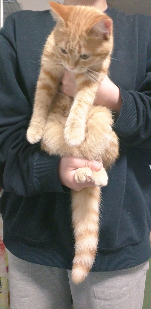 圖片來源:_kak_kaka/twitter