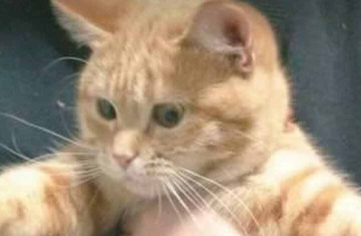 圖片來源:_kak_kaka/twitter