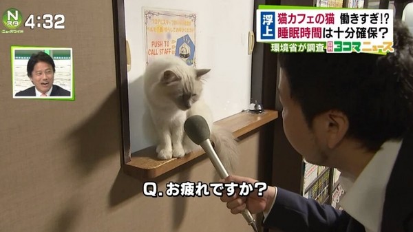 圖片來源:まっちゃん/twitter