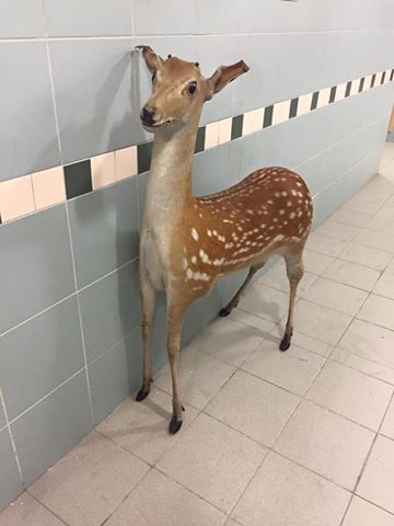 圖片來源:Ching Yee Ho/Facebook