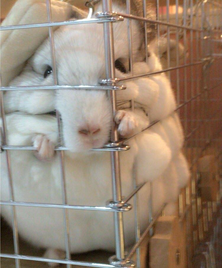 圖片來源：mmk_nezumitachi／twitter