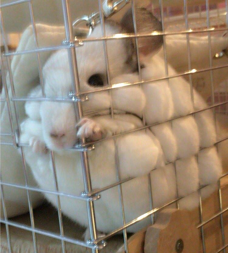 圖片來源：mmk_nezumitachi／twitter