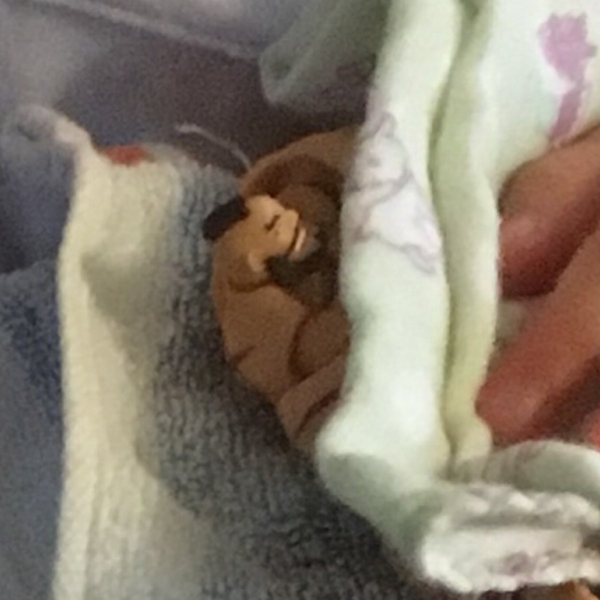 圖片來源:tiaco_et/twitter