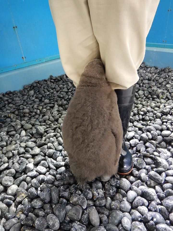 圖片來源：海游館／Facebook