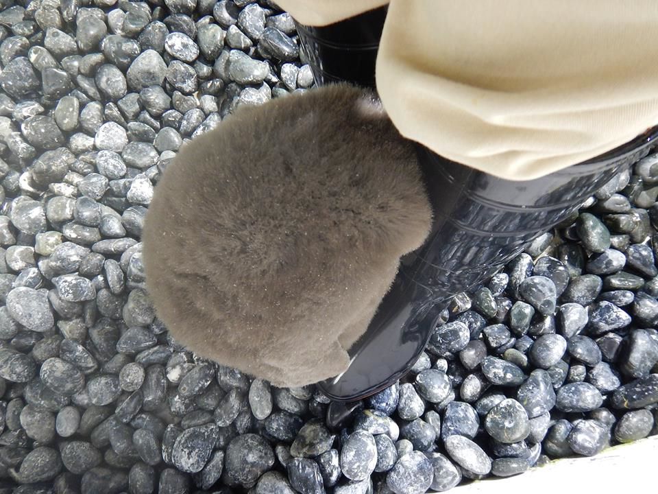 圖片來源:海游館/Facebook