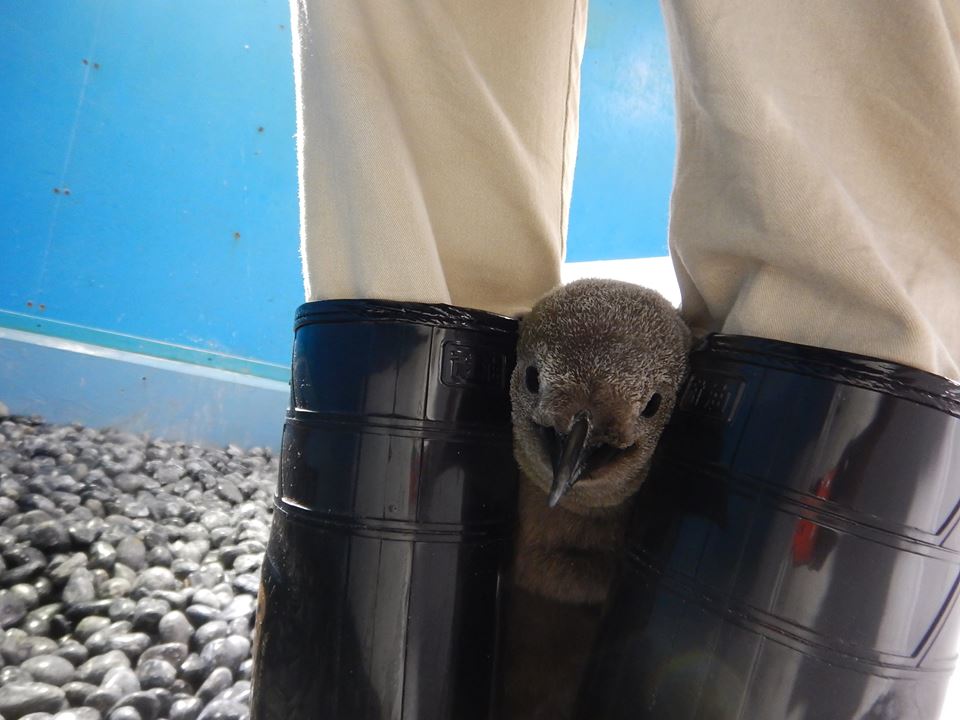 圖片來源:海游館/Facebook