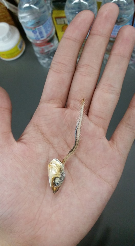 圖片來源：黃姿榕