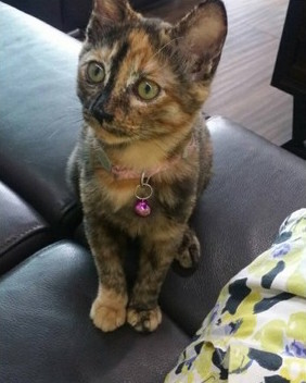 圖片來源：黃姿榕