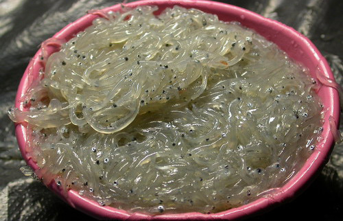 圖片來源：生態巴士