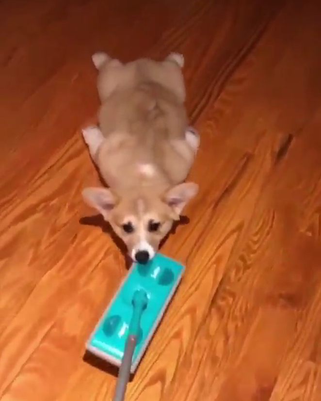 圖片來源:mrbean.thecorgi/instagram