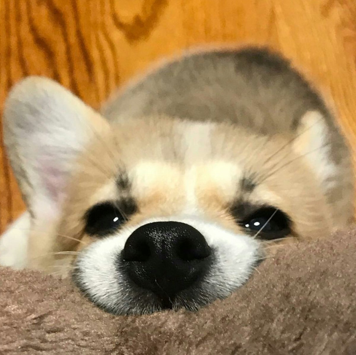 圖片來源:mrbean.thecorgi/instagram