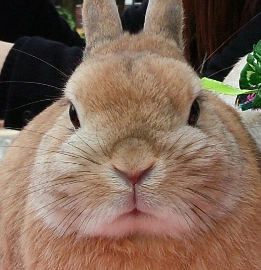 圖片來源：misyou417／twitter