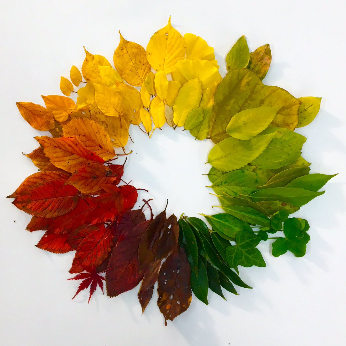 圖片來源:hamacream/twitter