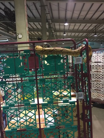 圖片來源:聯結車 大貨車 大客車 拉拉隊 運輸業 照片影片資訊分享團