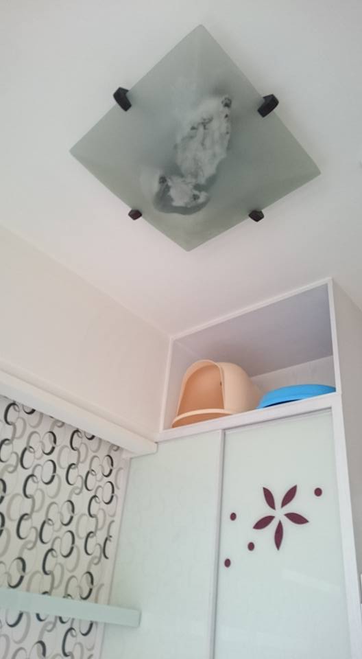 圖片來源:Liwing Lin/貓咪也瘋狂俱樂部 CrazyCat club