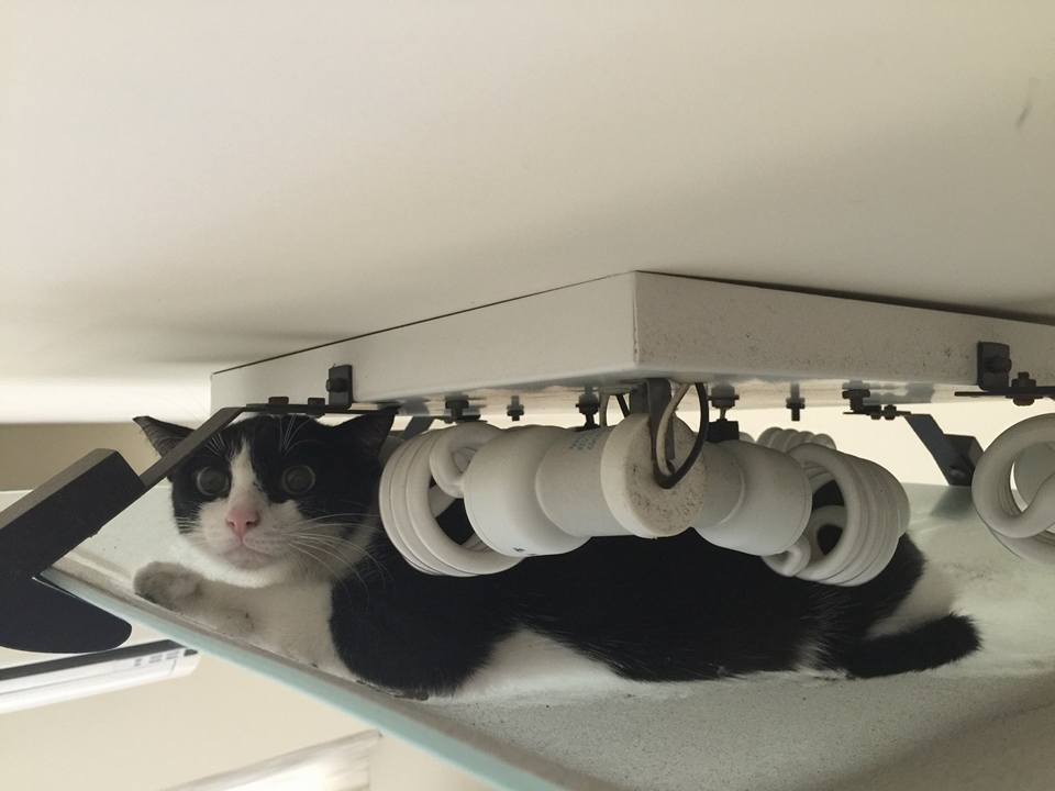 圖片來源:Liwing Lin/貓咪也瘋狂俱樂部 CrazyCat club