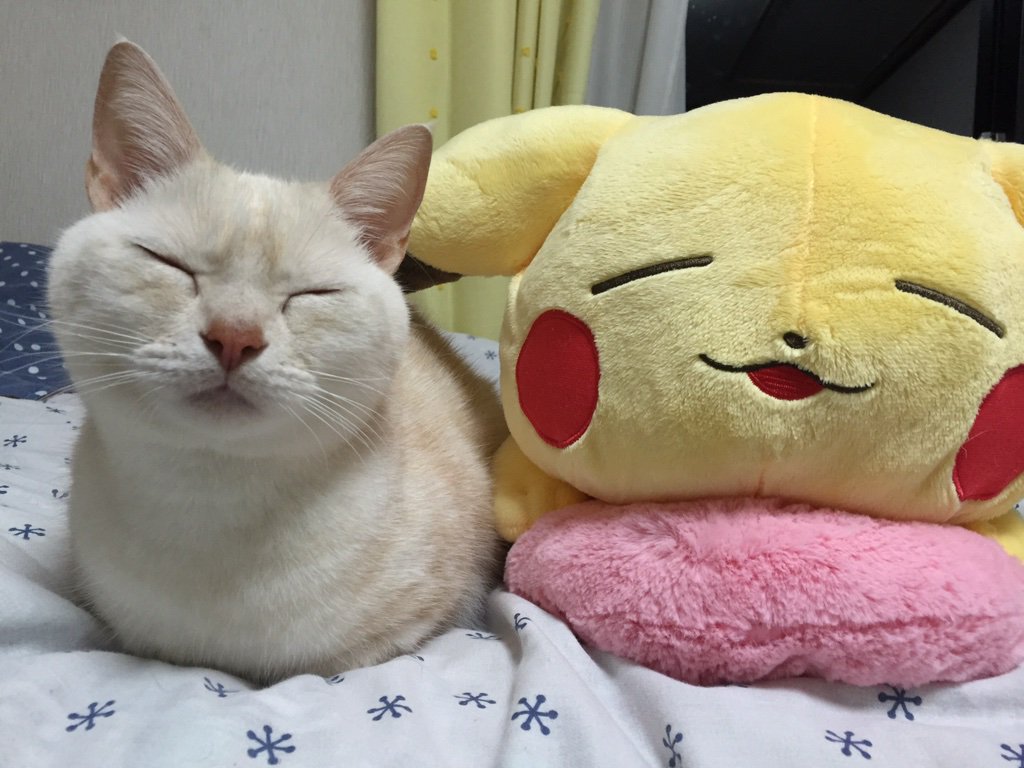 圖片來源:_Estrela_star/twitter