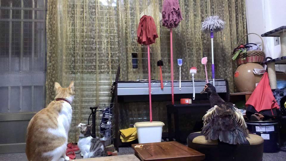 圖片來源： 林山姆／爆廢公社