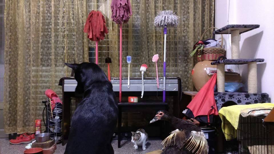 圖片來源： 林山姆／爆廢公社