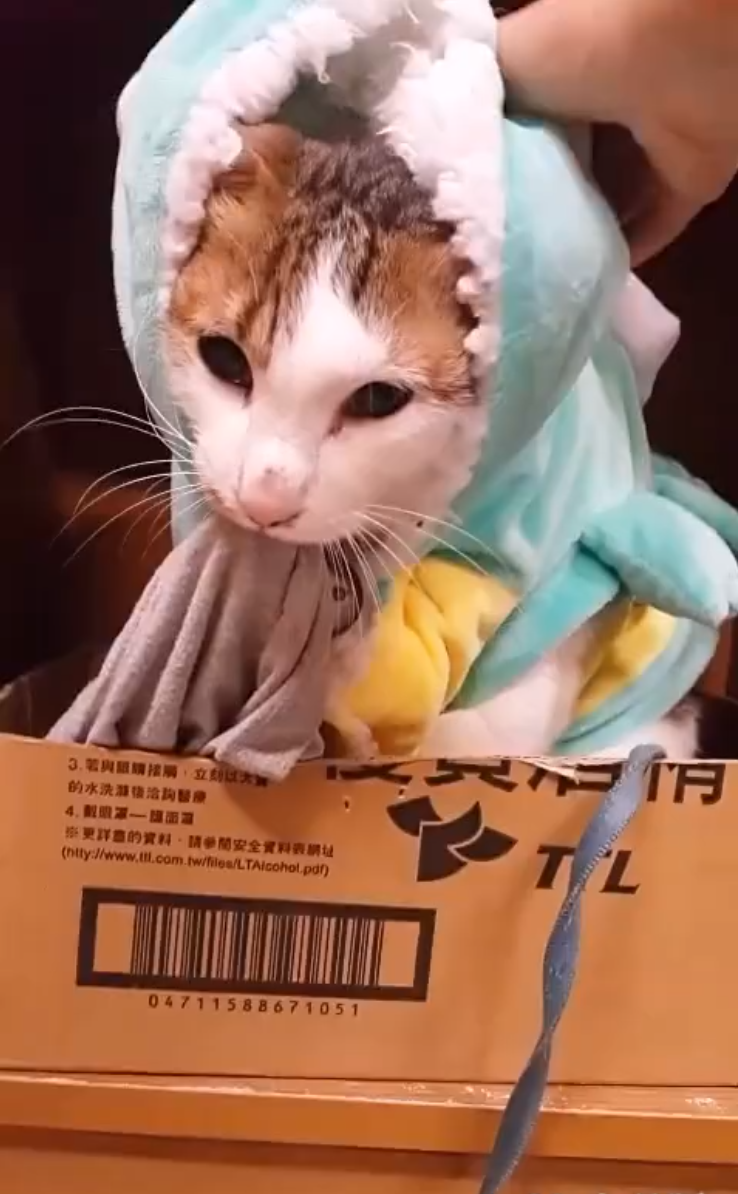 圖片來源:貓多多飯館 同意轉載