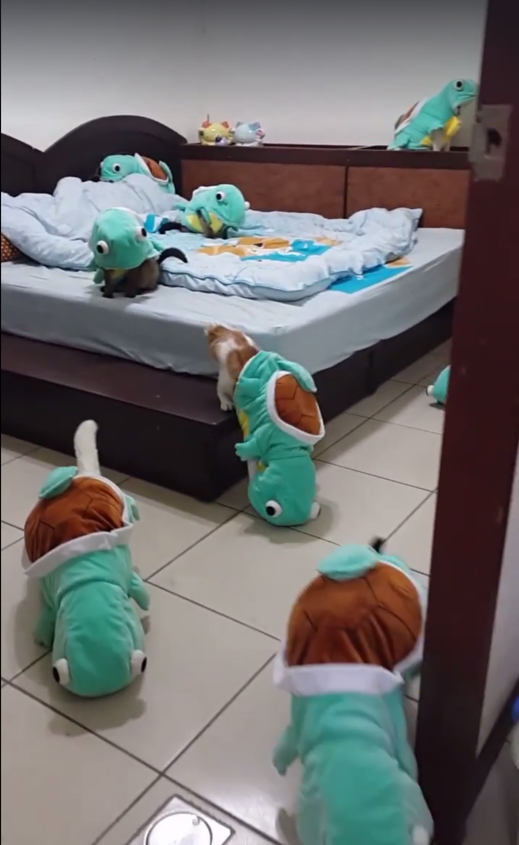 圖片來源:貓多多飯館 同意轉載