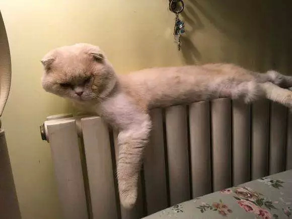 圖片來源：你扯到我腿毛了／微博