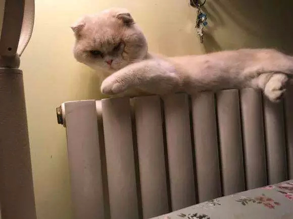 圖片來源：你扯到我腿毛了／微博