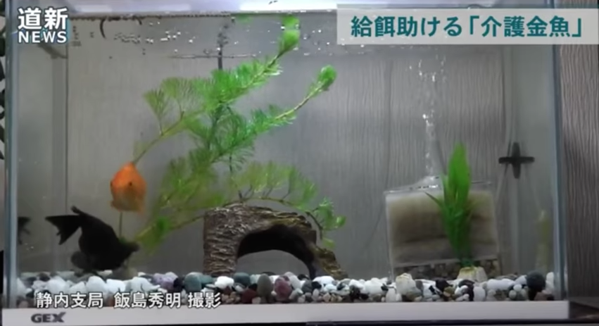 圖片來源:Kometto Channel/YouTube