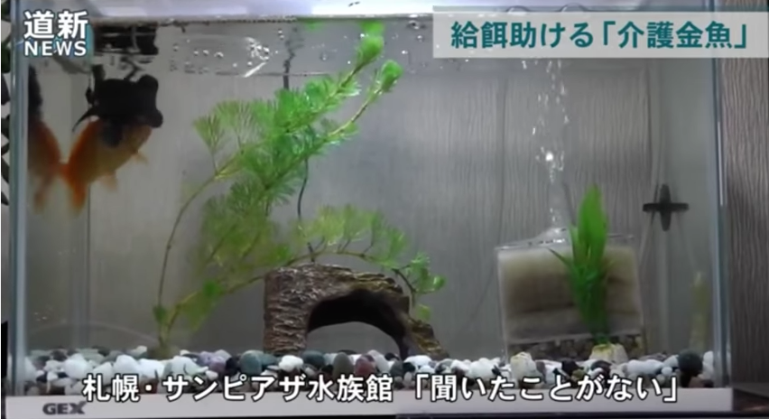 圖片來源:Kometto Channel/YouTube