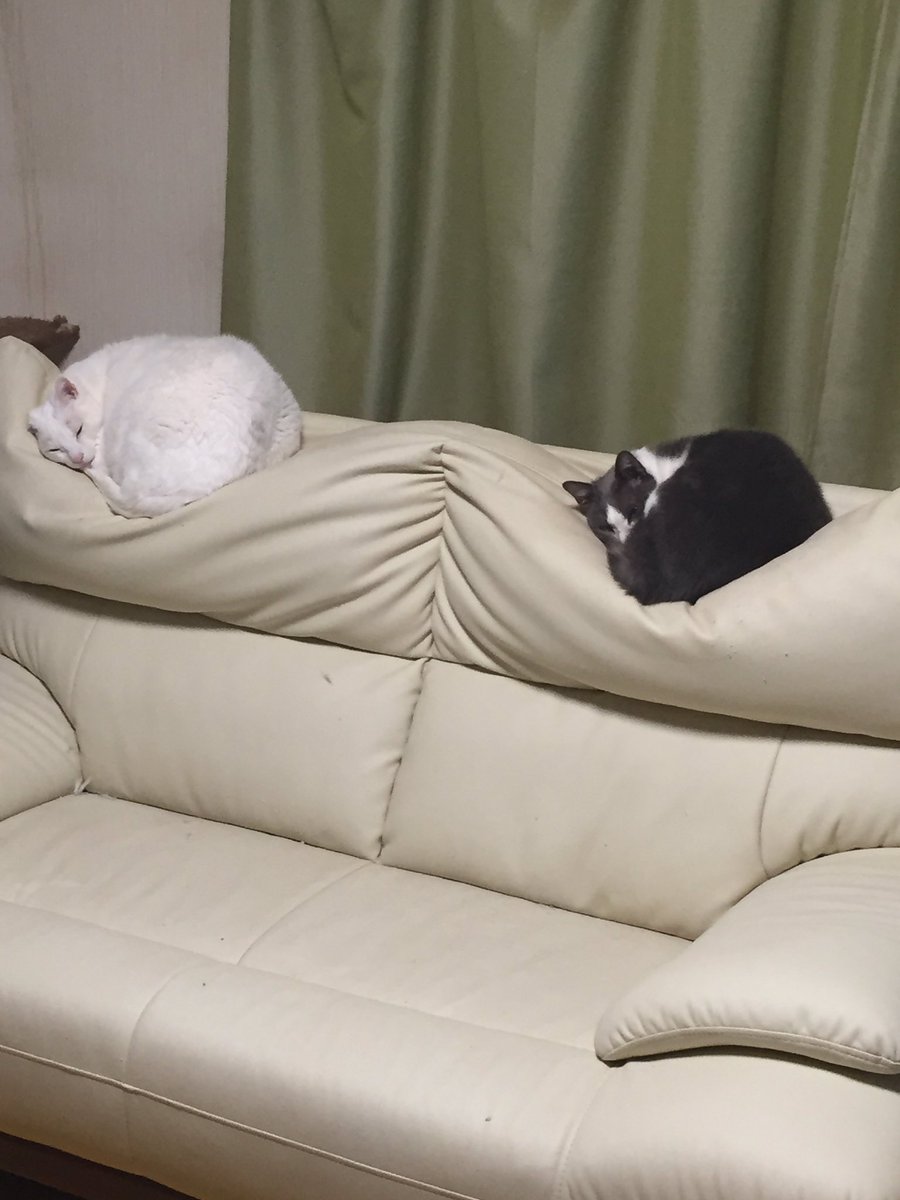 圖片來源：FURYU5656／twitter