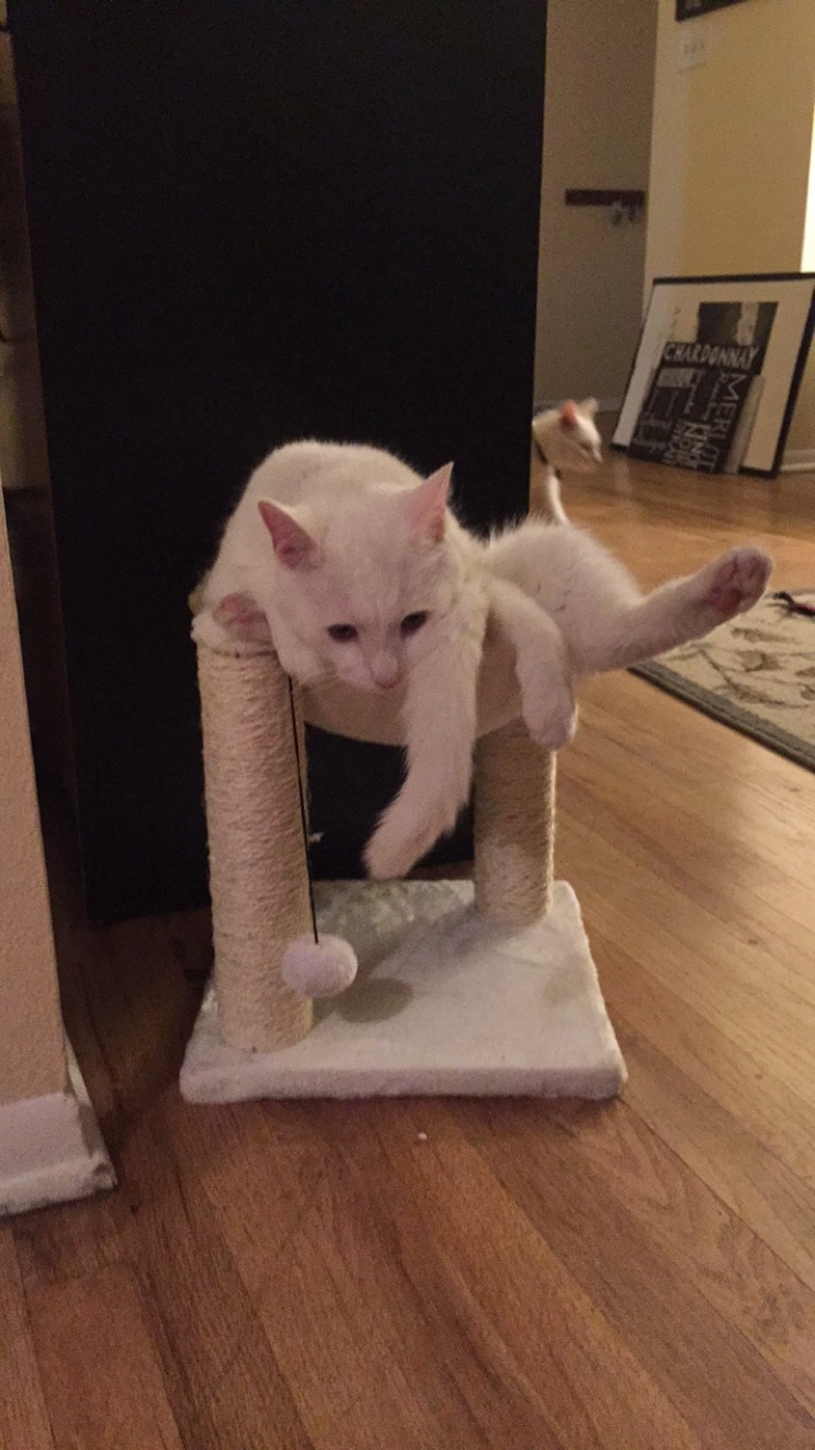 圖片來源: QueenofChances