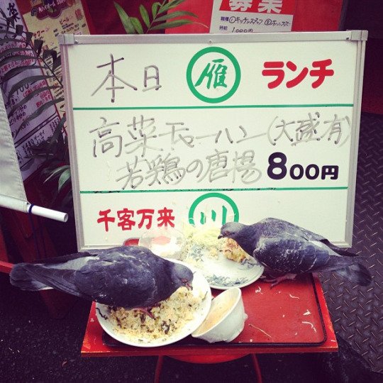 ​圖片來源： hatoponpo／twitter