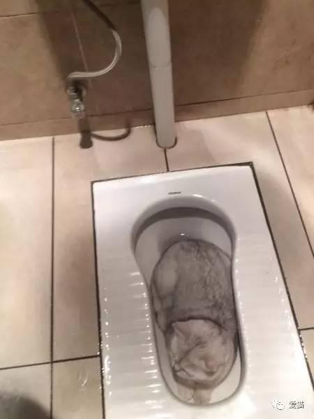 圖片來源：愛貓／今日頭條