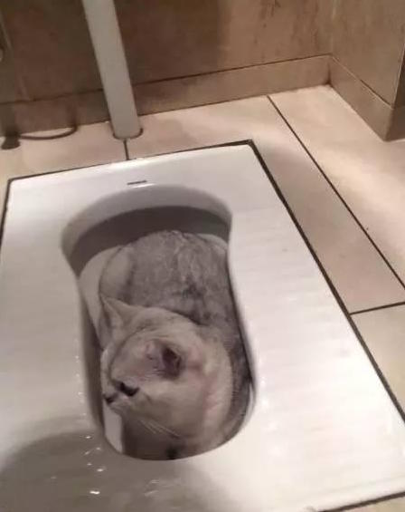 圖片來源：愛貓／今日頭條