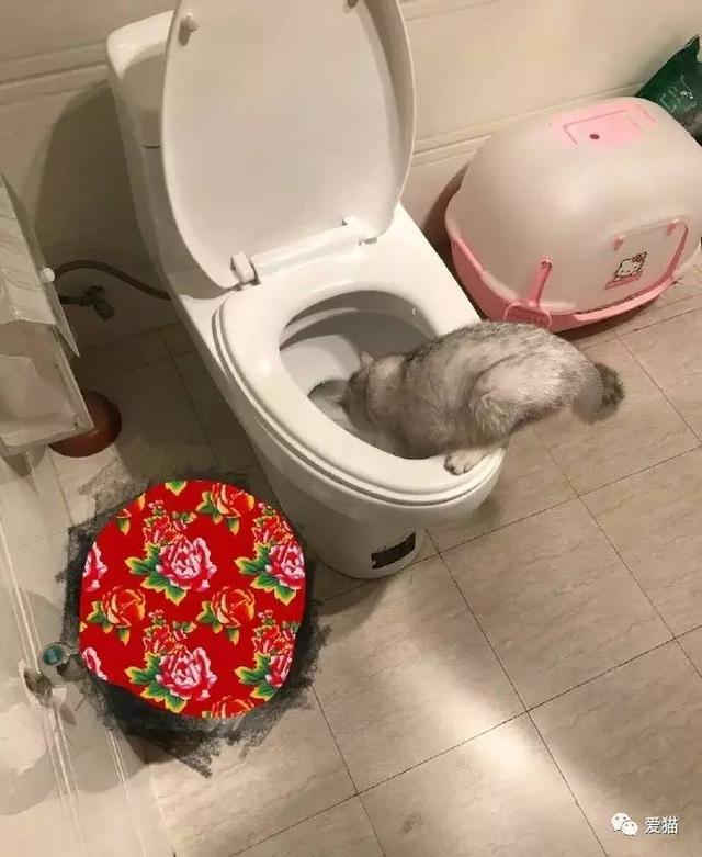 圖片來源：愛貓／今日頭條