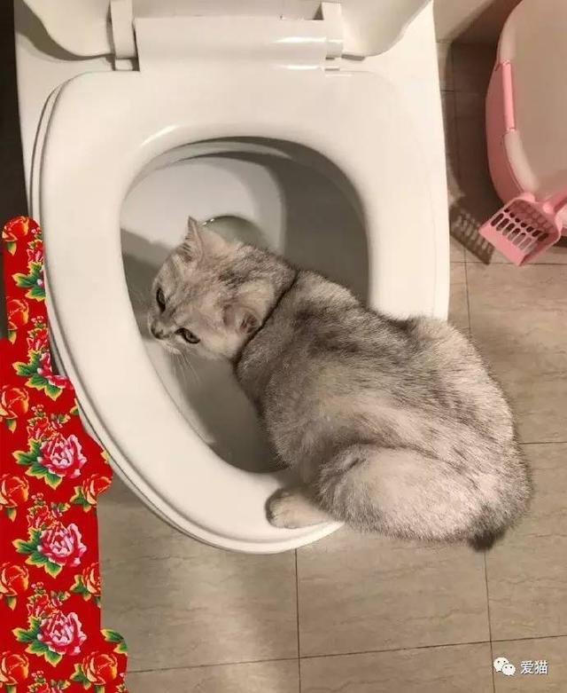 圖片來源：愛貓／今日頭條