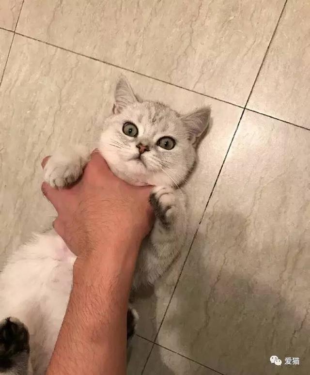 圖片來源：愛貓／今日頭條