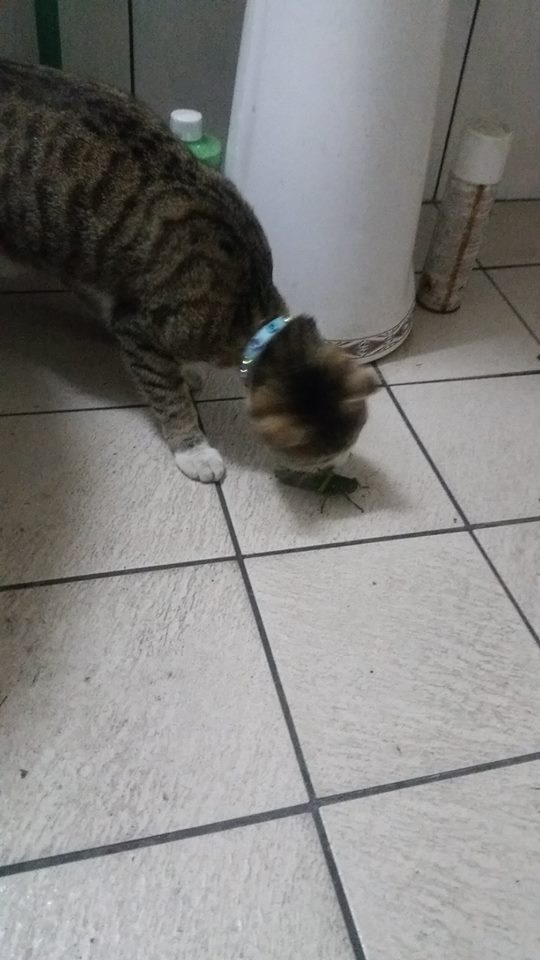 圖片來源：邱政輝／貓咪也瘋狂俱樂部 CrazyCat club