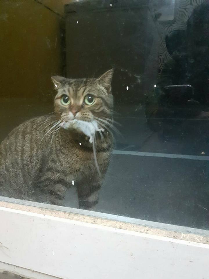 圖片來源：周庭妹／貓咪也瘋狂俱樂部 CrazyCat club