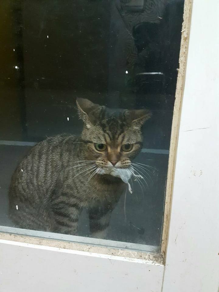 圖片來源：周庭妹／貓咪也瘋狂俱樂部 CrazyCat club