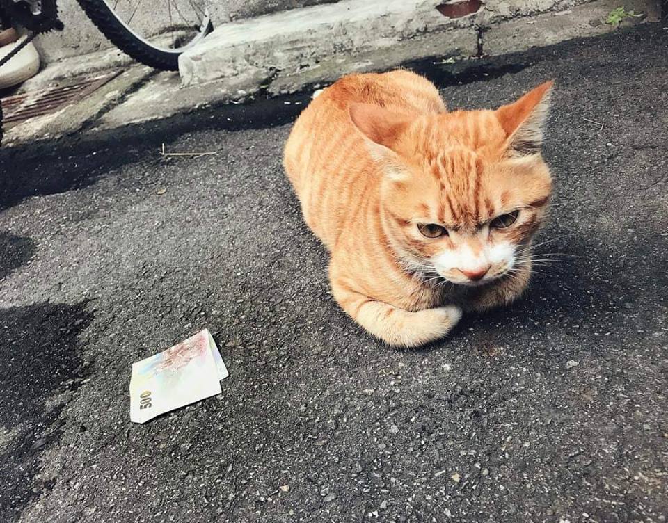 圖片來源：壞貓咪柯小橘