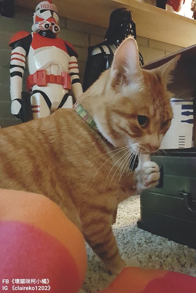 圖片來源：壞貓咪柯小橘