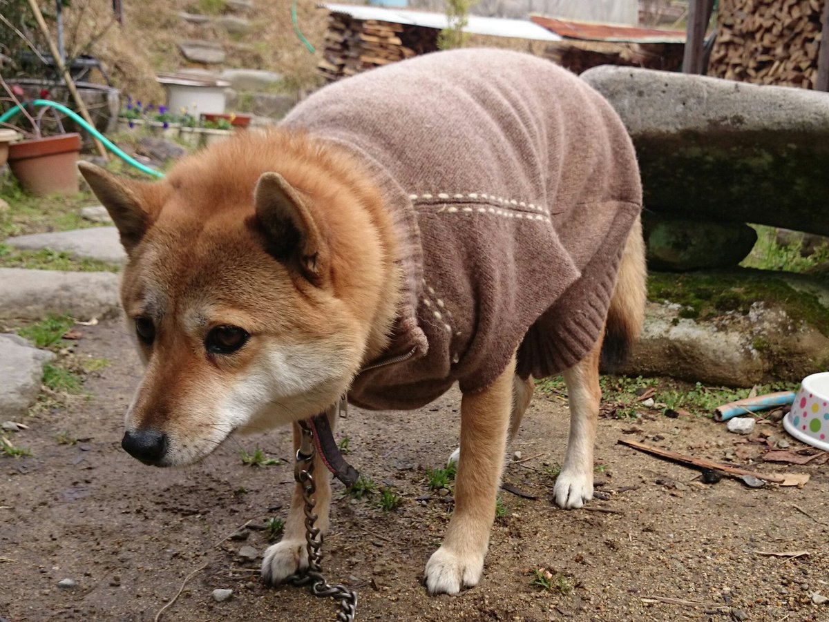 圖片來源：takase_farm／twitter