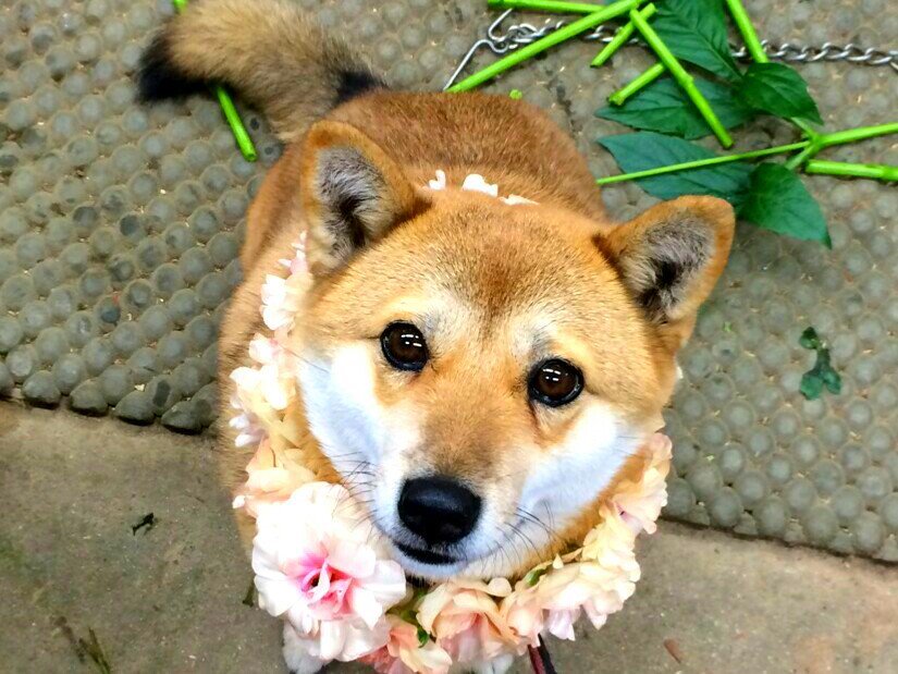 圖片來源：takase_farm／twitter