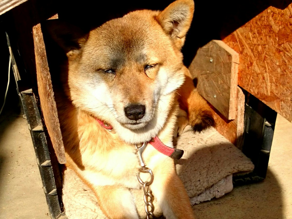 圖片來源：takase_farm／twitter